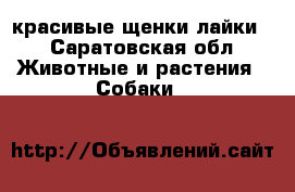 красивые щенки лайки  - Саратовская обл. Животные и растения » Собаки   